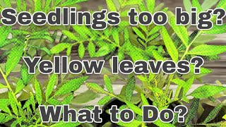 WHEN TO TRANSPLANT SEEDLINGS?