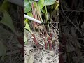 Its so satisfying to slice right through it! #StressReliefVideo #FarmToTable #FreshIngredi