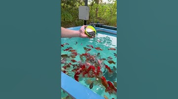 Cám Finn Koika - Thức ăn cao cấp cho các loại cá. Guppy, molly, cá chép, cá vàng….#28/11.25