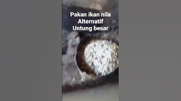 Thumbnail of pakan alternatif buat ikan nila
