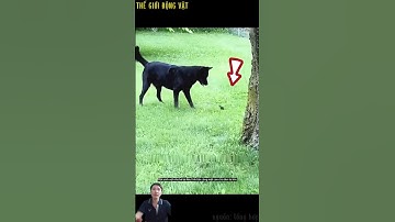 Cô gái cứu giúp sinh vật nhỏ bé thoát khỏi chú chó.