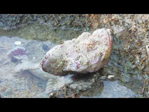 Арсеньевтен жезөкше тауып бер