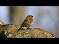 singing  Robin &quot;erithacus rubecula&quot;