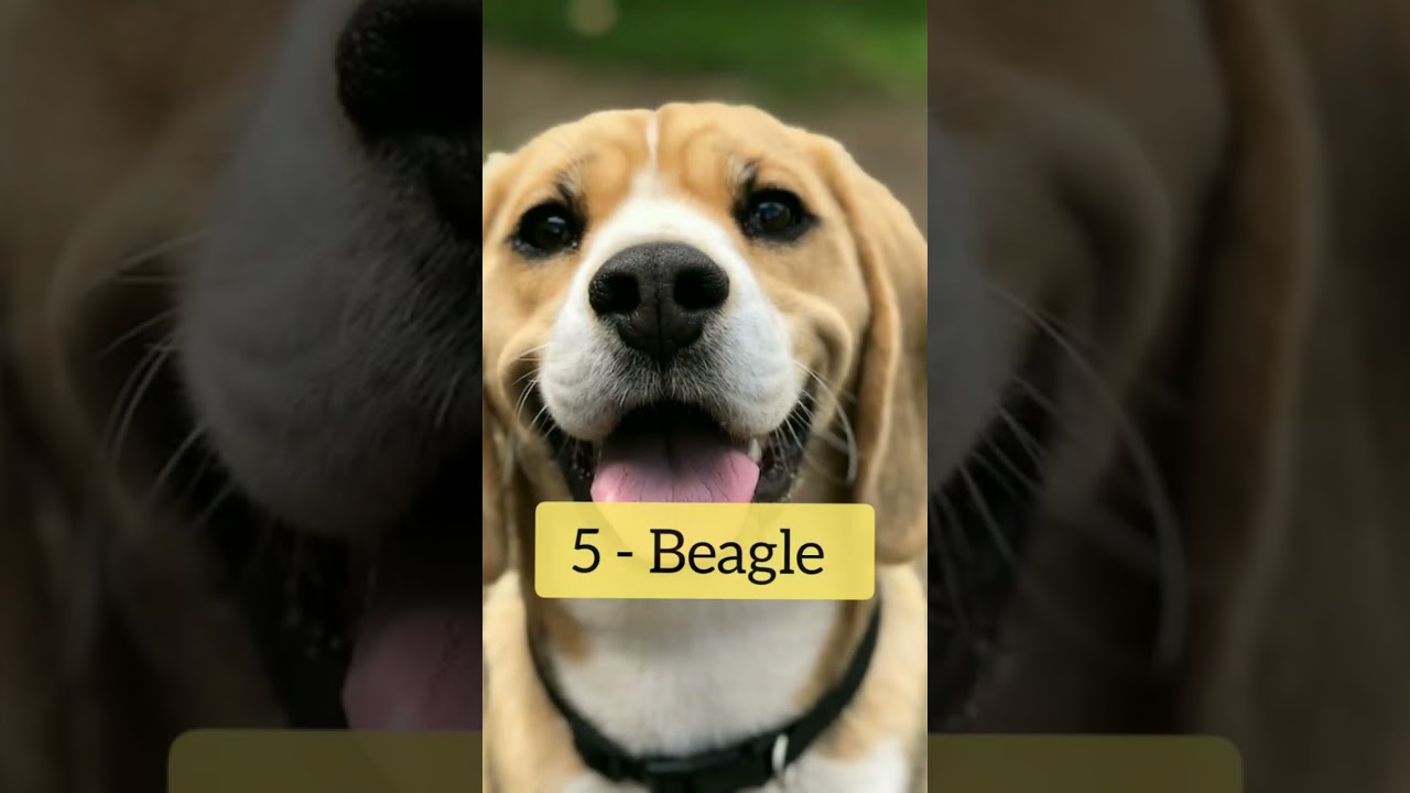 Most Popular Top - 10 Dogs Breeds in the world