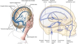 تشريح عملي الجهاز العصبي | قسم التخدير | Practical Anatomy of Nervous System