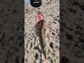 Итог 3-х часовой рыбалки: 3 щуки, 1 сход и 3 полёвки без результата😃 Утром доволен! 15.09.2025