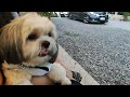 Pet friendly getaway vlog1 shih tzu luchi adventure at cafe rajan cute dog vlog