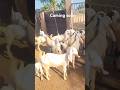 Pure gulabi patira #azharvlogs #cow #goat #animals #trendingshorts #shortsvideo #goat #shorts #viral