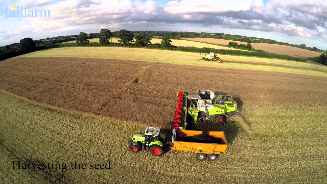 The Lifecycle of Rapeseed - HillFarm Oils