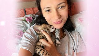 FIRST DAY WITH THE SERVAL / The serval kitten is already purring and sleeping with me