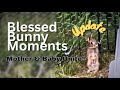 Bunny Update Mamma And Baby Are Together Again Victory To The Mother Bunny Update Mamma And Baby Are Together Again Victory To The Mother