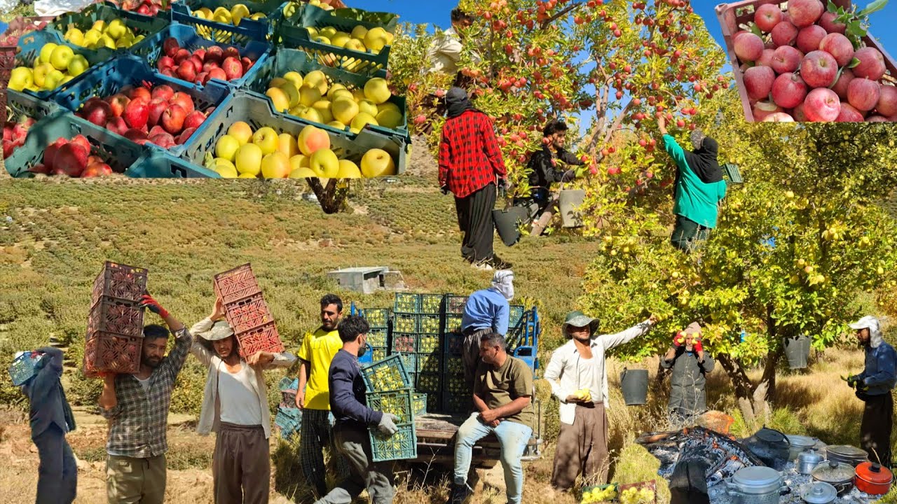 Жизнь кочевников Загроса ⛰️ | Как трудолюбивые мужчины и женщины собирают яблоки 🍏 в горах Ирана
