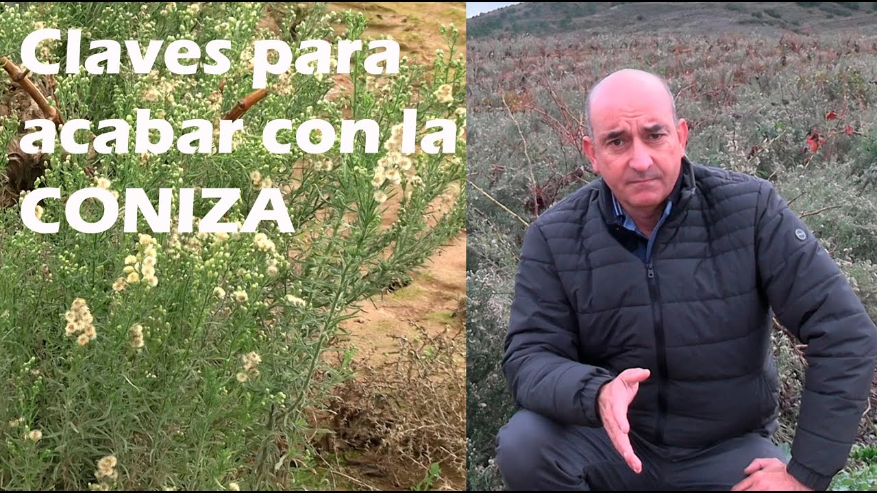 Claves para acabar con la CONIZA