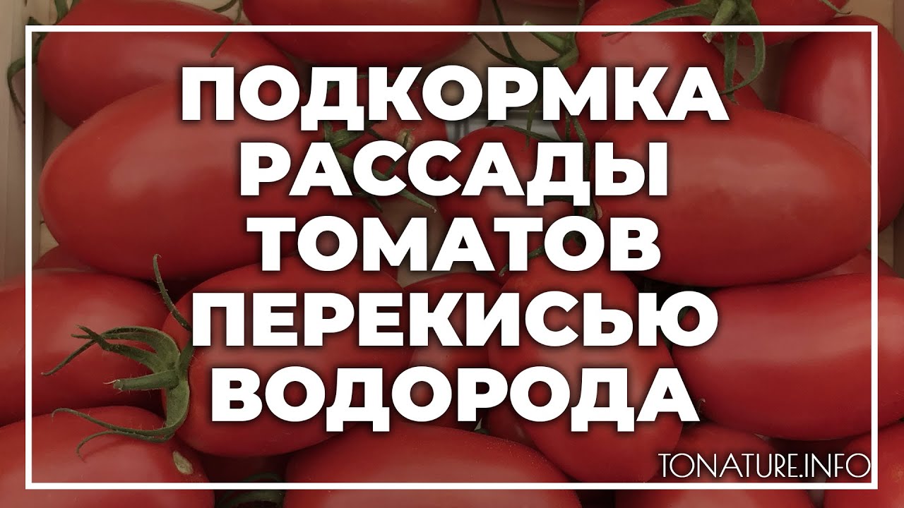 Как обработать семена томатов перекисью