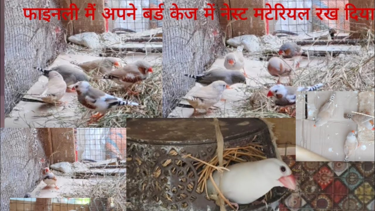 नेस्टिंग मटेरियल अपनेबर्ड केज में रख दिया#birds #javasparrow #zebrafinchbreeding #finch 