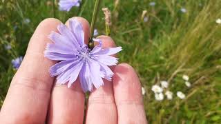 Cichorium Intybus