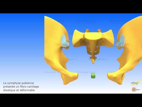 Vidéo: Quelle est la différence entre la symphyse et la synchondrose ?