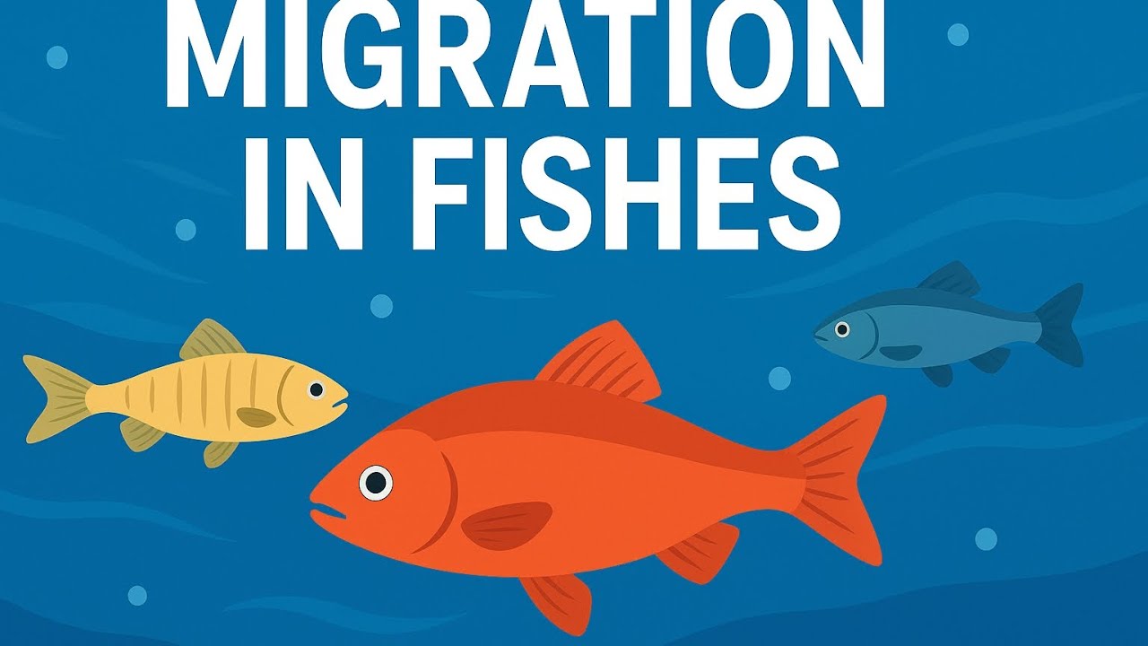 Migration in Fishes Explained | Types of Fish Migration | Easy Notes of Bio