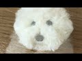 羊毛フェルトで作るビションフリーゼ