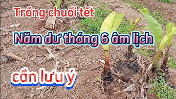 Trồng chuối tết năm dư tháng 6 âm lịch cần chú ý và cách chọn mầm trồng chuối tết chuẩn