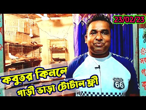 500 টাকা জোরা কবুতর কিনুন | যেকোন কবুতর ৫ জোরা কিনলে ফ্রী ডেলিভারি