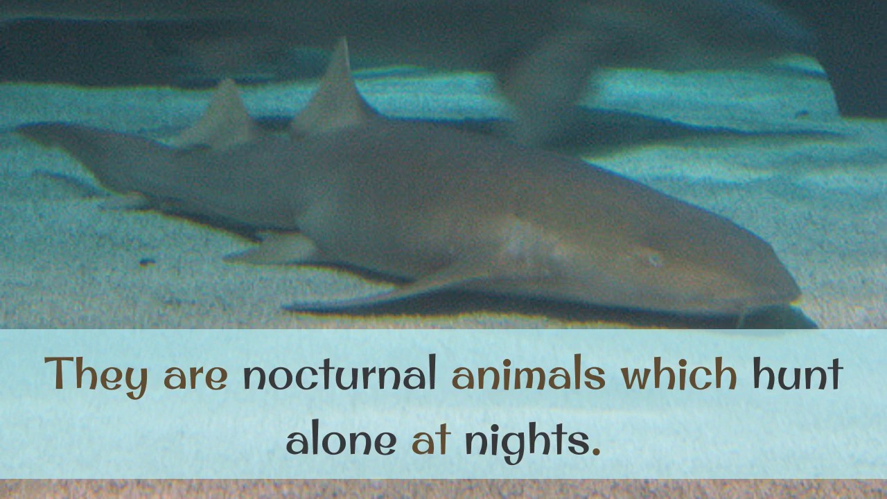 14 Amazing Facts You Should Know About Nurse Shark YouTube