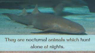 14 Amazing Facts You Should Know About Nurse Shark