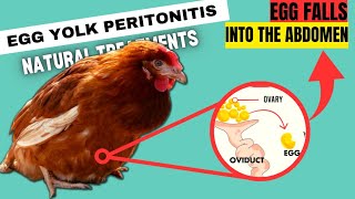 SAVE HER LIFE | EGG YOLK Rotting In Abdomen | NATURAL TREATMENTS FOR EGG YOLK PERITONITIS screenshot 5