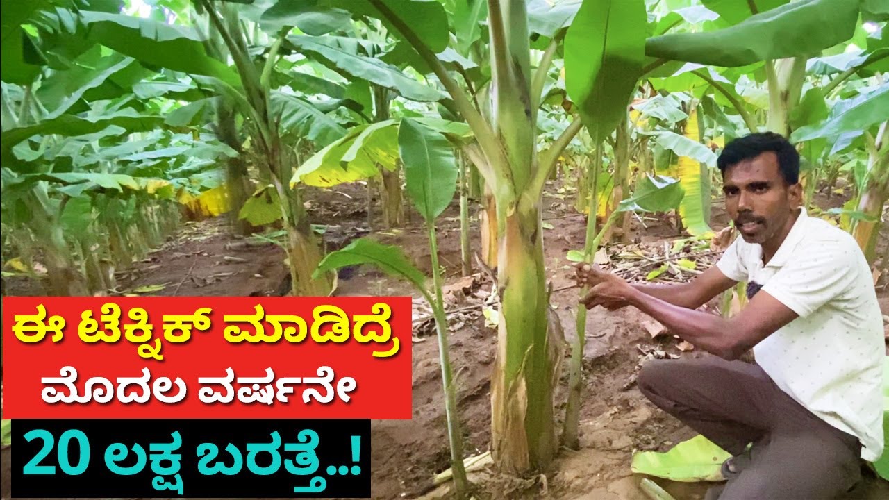 ಈ ಟೆಕ್ನಿಕ್ ಮಾಡಿದ್ರೆ | Banana farming in Karnataka | modern agriculture methods Kannada yelakki bale