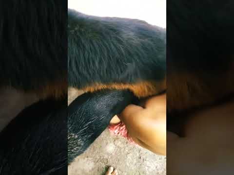 Aggressive gsd dog mating😶#youtubeshorts #shorts #trending #viral  #best #love #share #shortsfeed