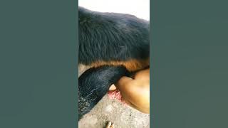 Aggressive gsd dog mating😶#youtubeshorts #shorts #trending #viral  #best #love #share #shortsfeed