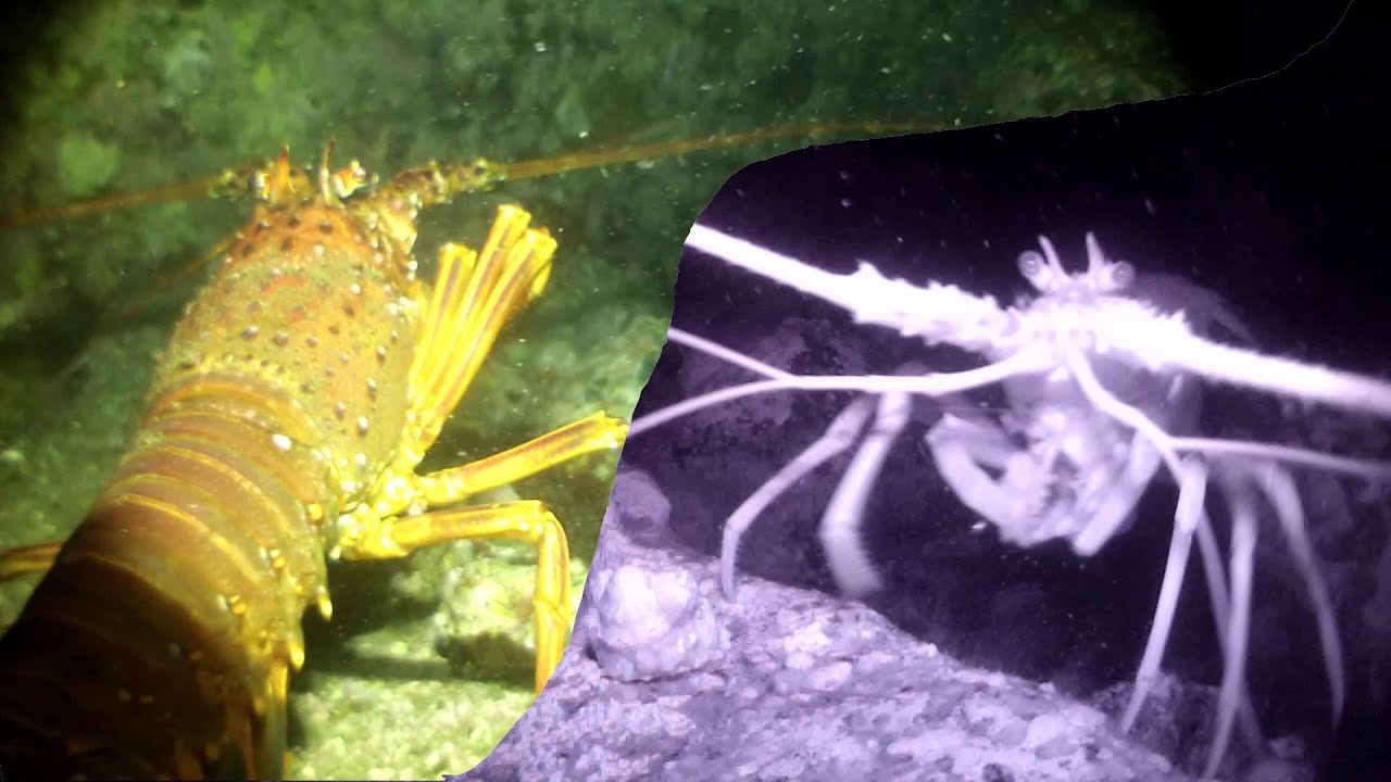 夜釣りにて伊勢海老の捕食シーン【水中映像】The spiny lobster eat my