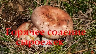 Горячее соление сыроежек. Подробный рассказ.