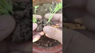 Download Lagu taking small green seedlings with soil from a garden to replant them into a pot using a spoon MP3
