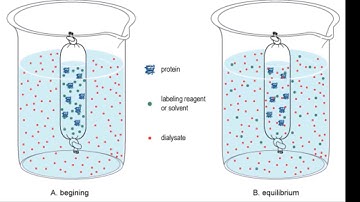 Chapter 5 Membrane Lab Demonstration: Dialysis