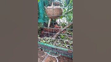 aviary dari kandang bekas kucing #shorts