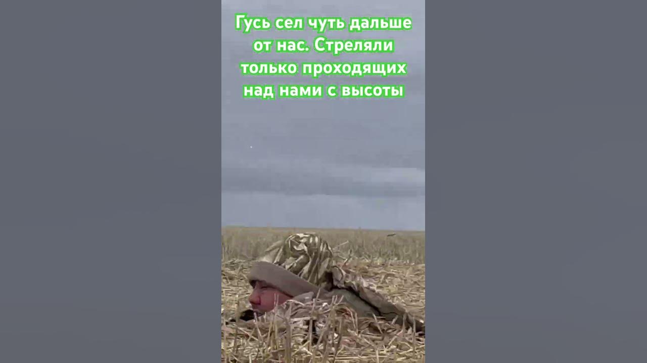 Сели на место где вчера вечером гусь сидел около соломы, утром гусь сел ...