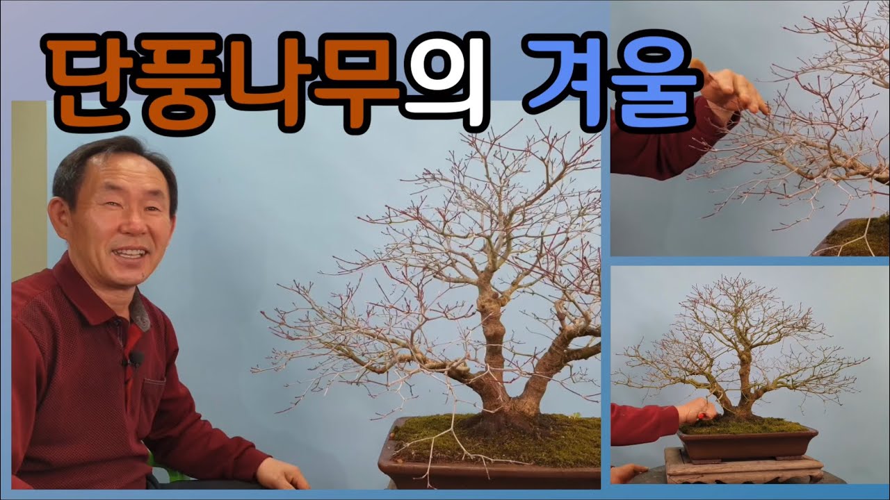 분재관리 172강 단풍나무의 겨울관리