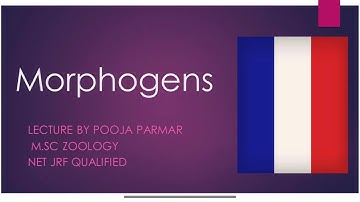 Morphogens!French Flag Model! Morphogen gradient!