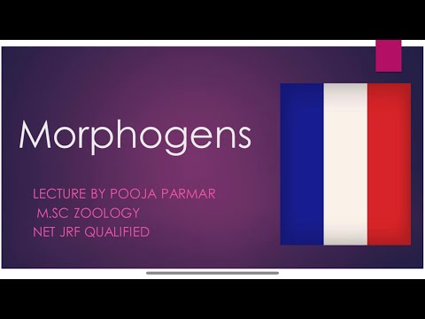 Morphogens!French Flag Model! Morphogen gradient!