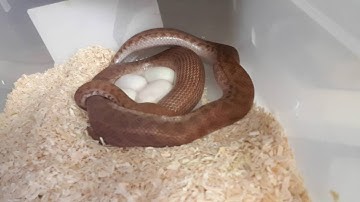 Chillin with Dirt Snakes - CrittaCam