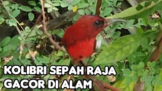 BURUNG SEPAH RAJA GACOR DI ALAM || The natural sound of the king's humming bird