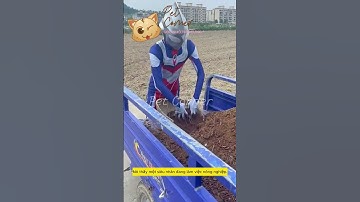 Chú chó golden hài hước - Pet Corner