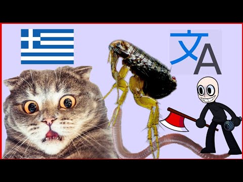Μέθοδος DIY για την εξάλειψη των ψύλλων και των σκουληκιών που μολύνουν τις γάτες