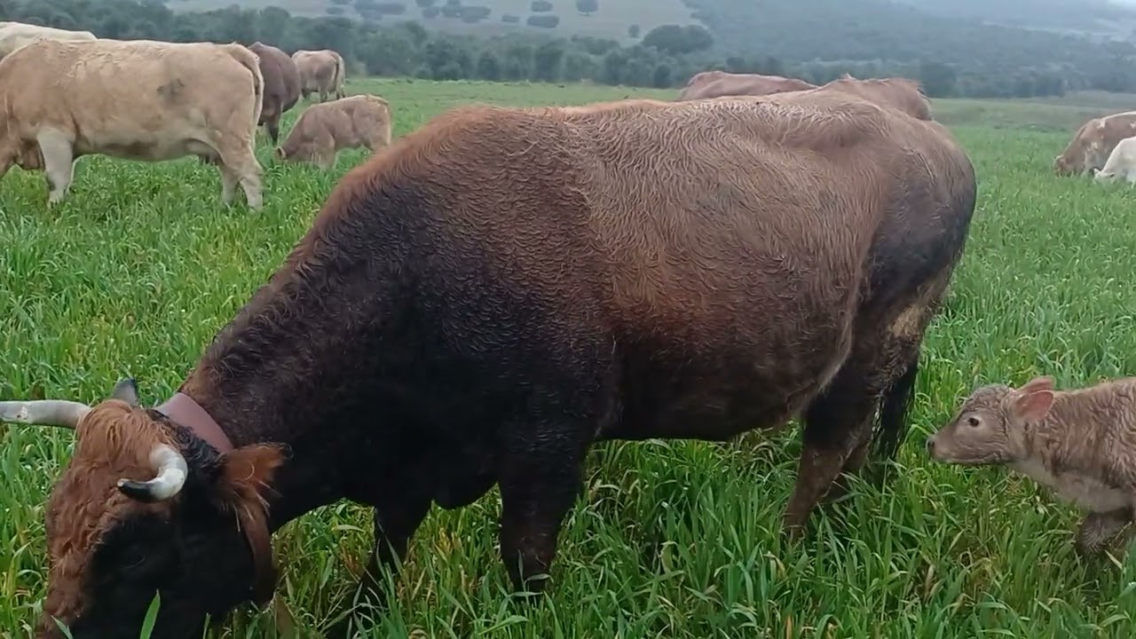 Amanece el día lloviendo y con nuevas terneras en ganadería, vamos con el viernes 🤠
