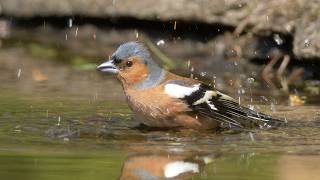 Common Chaffinch