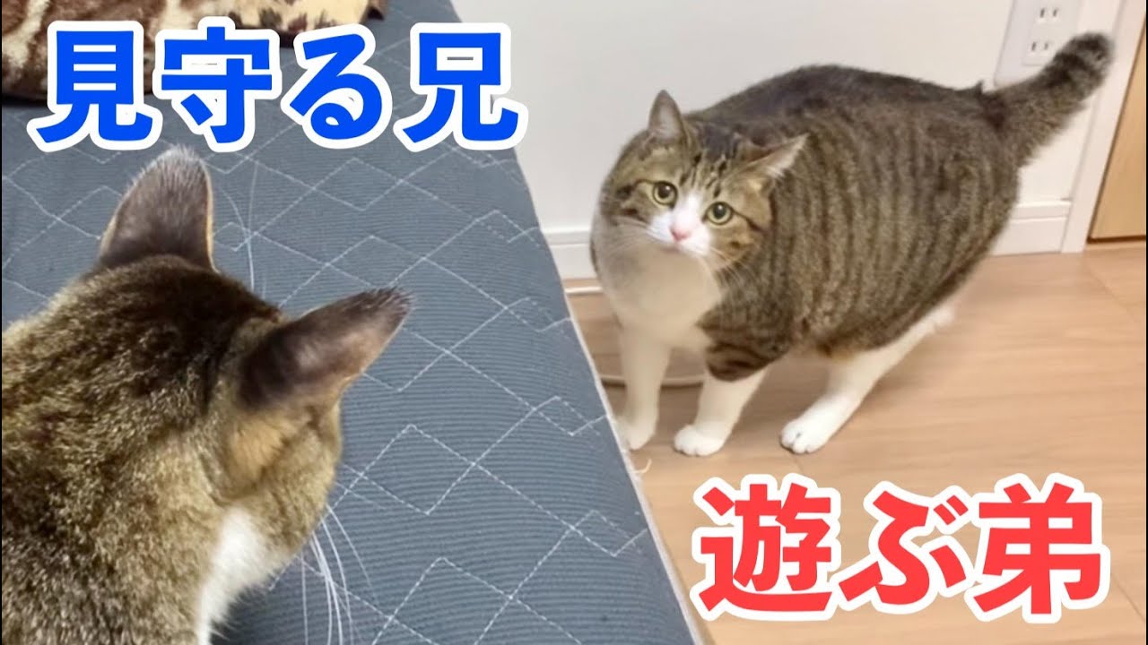 ねこ兄　 兄猫に見守られながら楽しく遊ぶ弟猫。vol.524 - YouTube