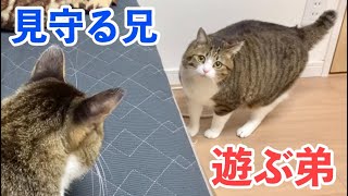 ねこ兄　 兄猫に見守られながら楽しく遊ぶ弟猫。vol.524 - YouTube