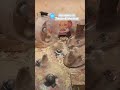 Hamsters 🐹 Are Exercising on Treadmill Machine #hamsters #pet #comedyeffect