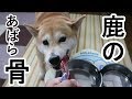 柴犬小春　耳を寝かせて野性炸裂！血の滴る鹿のあばら骨【ASMR】Koharu goes wild over Venison Ribs!